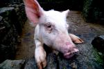 Swine fever found at Jeju hog farm