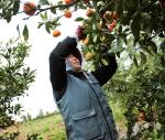 Jeju farmers swap tangerines for sun rays