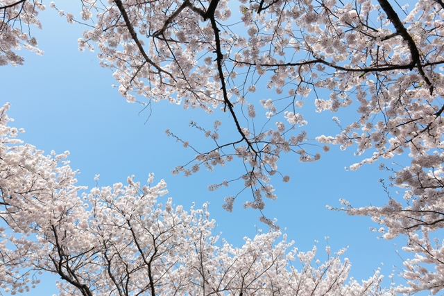 2017 Jeju Cherry Blossom Festival