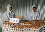 ‘15 연암’ was certified as eggs with excessive of insecticides in Jeju as of Aug. 19